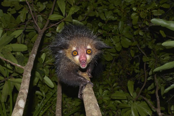 Aye-aye (Daubentonia madagascariensis)