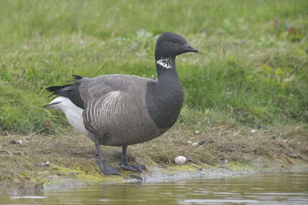 Brant Goose (Branta bernicla)