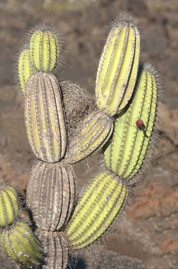 Candelabra Cactus (Jasminocereus thouarsii)