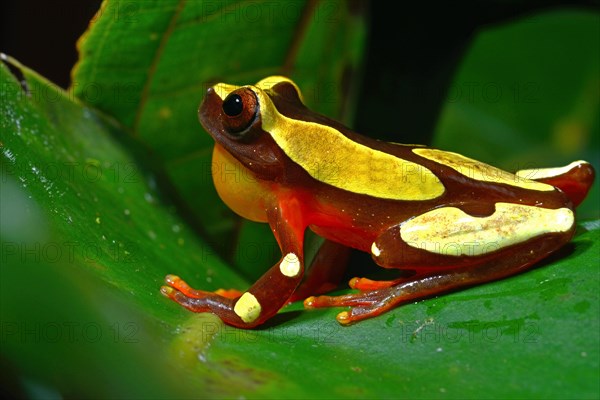 White-leaf frog (Dendropsophus leucophyllatus)