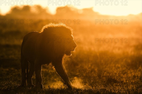 African lion (Panthera leo)
