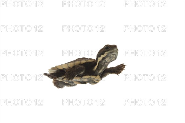 Saw-shelled Turtle (Elseya latisternum)
