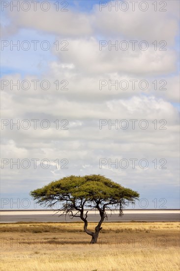 Umbrella Thorn Acacia (Acacia tortilis)