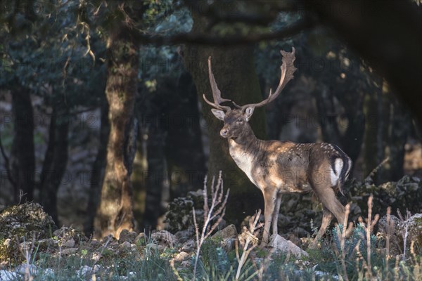 Fallow deer (Dama dama) during the rut in the forest