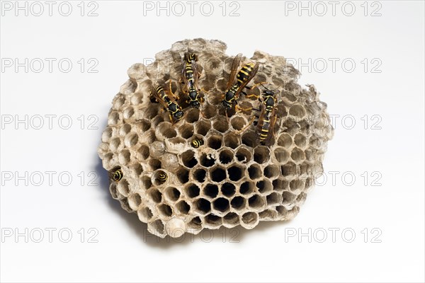 European Paper Wasp (Polistes dominula) nest and adult individuals caring for young
