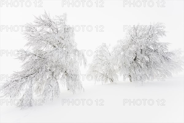 Snow covered beeches (Fagus sp.)
