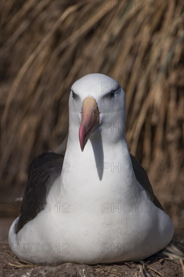 Black-browed Albatross or Black-browed Mollymawk (Thalassarche melanophris)