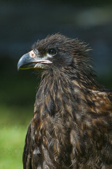 Striated Caracara or Johnny Rook (Phalcoboenus australis)