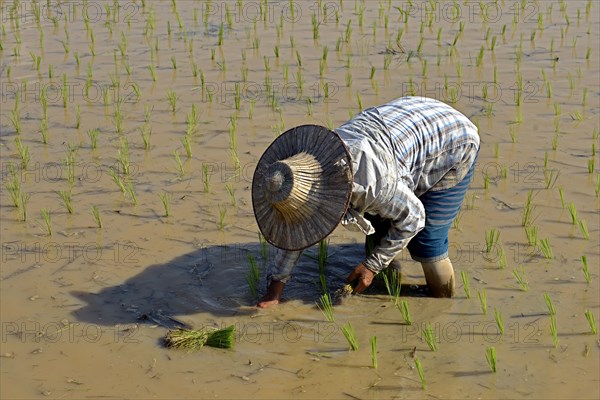 Rice cultivation