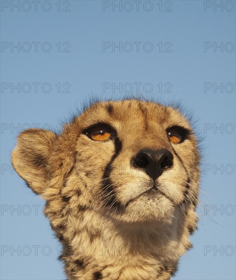 Cheetah (Acinonyx jubatus)