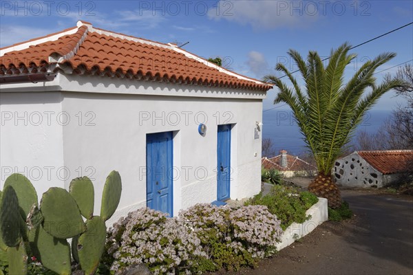 Small house with flowering Jade Plants (Crassula ovata)