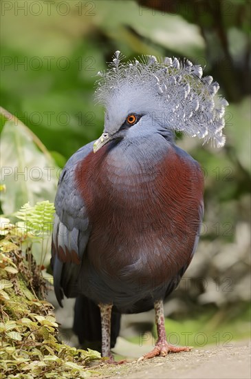 Victoria Crowned Pigeon (Goura victoria)