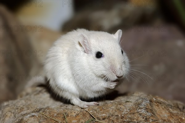 Mongolian Gerbil or Mongolian Jird (Meriones unguiculatus)