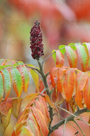 Staghorn Sumac (Rhus typhina)