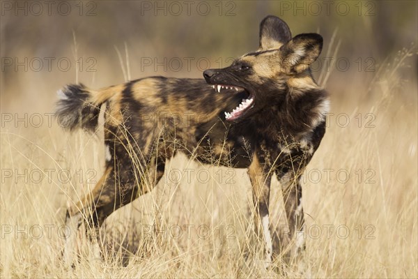 African Wild Dog (Lycaon pictus)