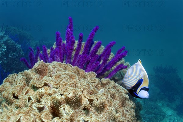 Emperor Angelfish (Pomacanthus imperagate)