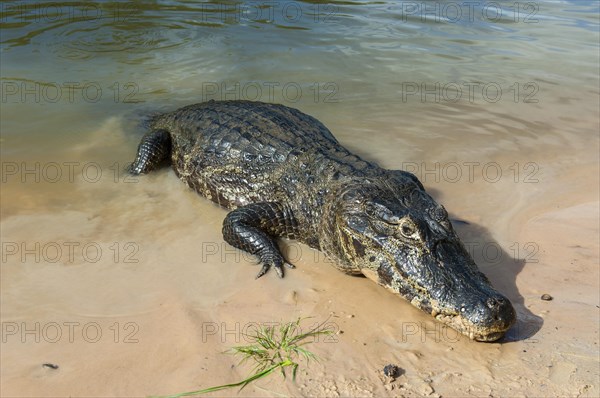 Yacare Caiman (Caiman yacare)