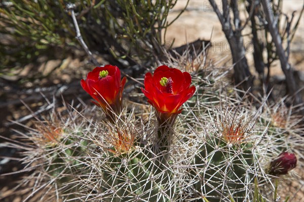 Hedgehog Cactus (Echinocereus) in bloom