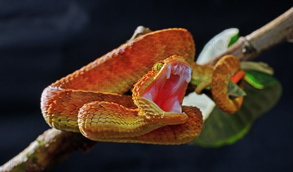 Mayombe Bush-Viper (Atheris squamigera anisolepis)