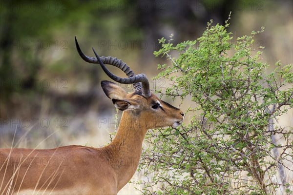 Black-faced Impala (Aepyceros melampus petersi)