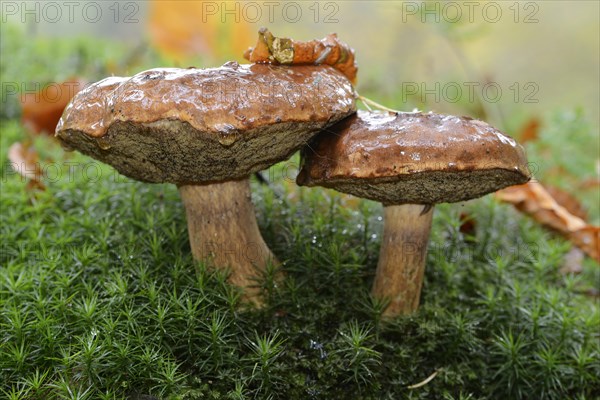 Bay Boletus or Bay Bolete (Xerocomus badius)