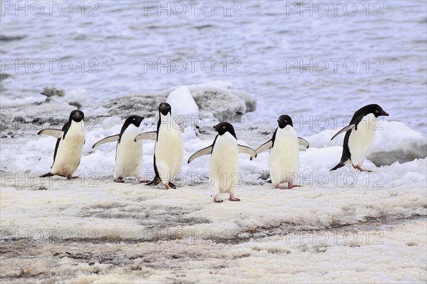 Adelie Penguins (Pygoscelis adeliae)