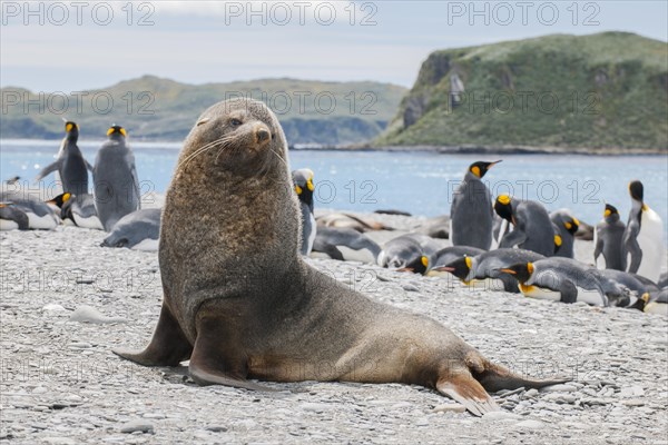 Antarctic Fur Seal (Arctocephalus gazella) bull on the beach