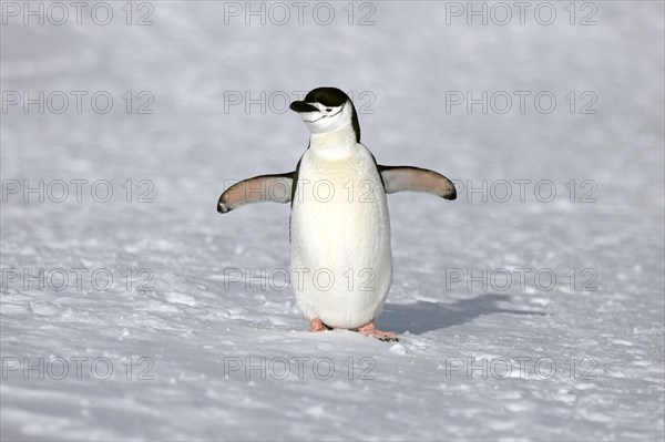 Chinstrap Penguin (Pygoscelis antarctica)