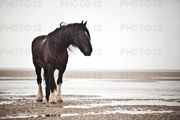 Shire Horse gelding