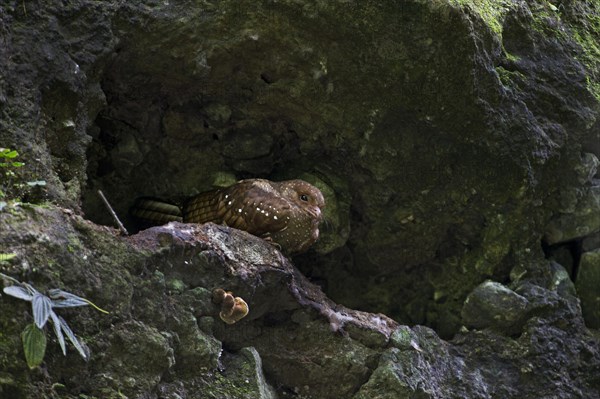 Oilbird (Steatornis caripensis) in a cave