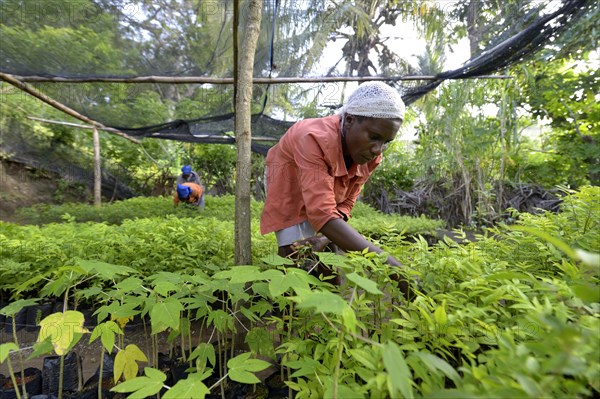 Women working in a nursery