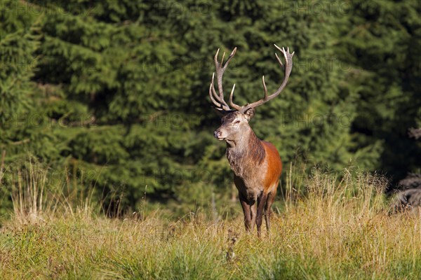 Red Deer (Cervus elaphus)