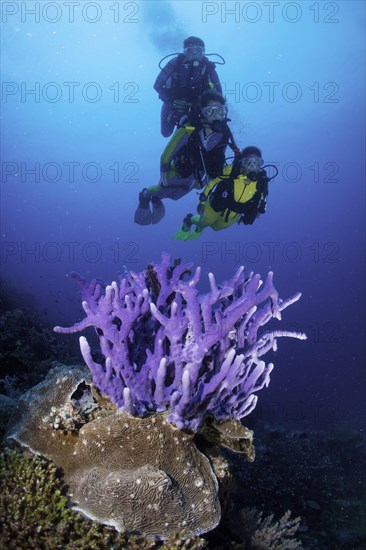 Three scuba divers with a Sponge (Demospongiae) in the reef