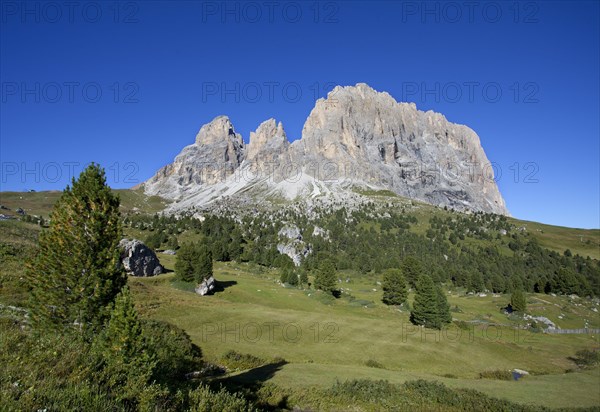 Alpine meadow