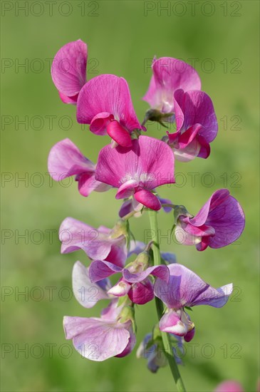 Broad-leaved Everlasting Pea