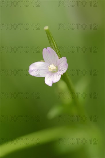 Smallflower Hairy Willowherb (Epilobium parviflorum)