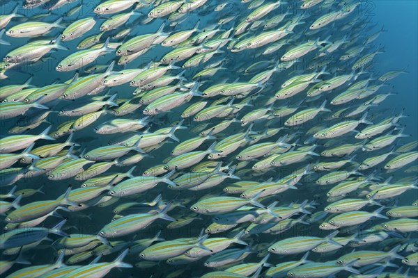 A shoal of Variable-Lined Fusilier (Caesio varilineata)