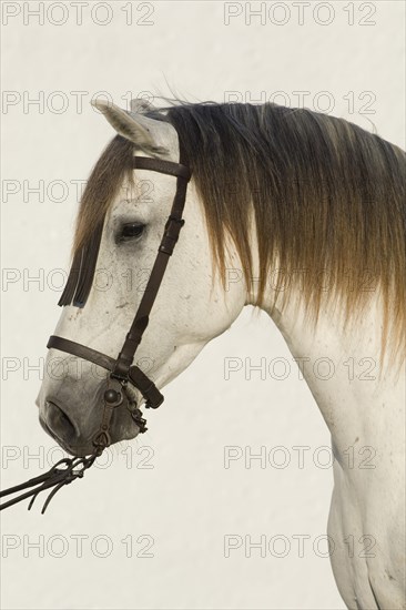 Lusitano horse