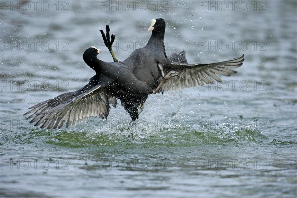 Eurasian Coot (Fulica atra)