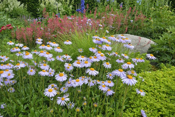 Bed with asters (Aster tongolensis 'Berggarten') and Coral Bells (Heuchera)