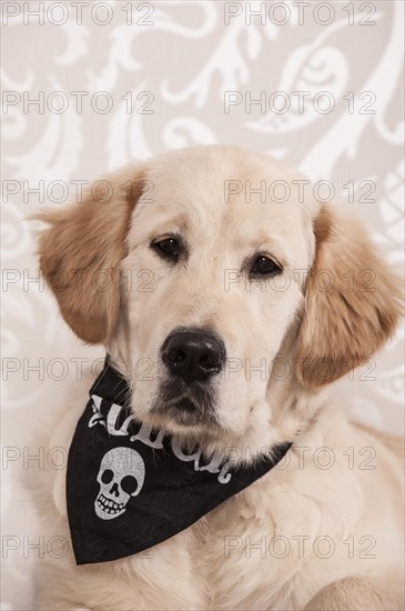 Golden Retriever wearing a skull handkerchief