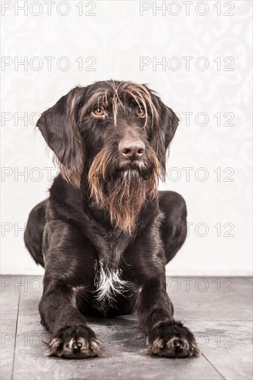 Sitting German Wirehaired Pointer