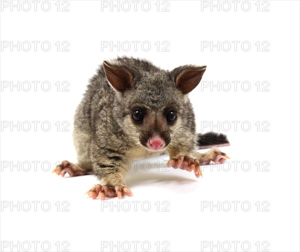 Common Brushtail Possum (Trichosurus vulpecula)