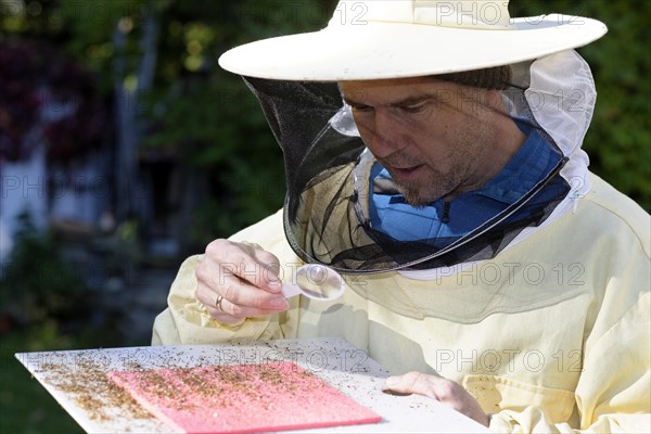 Beekeeper checking his colonies for the Varroa mite infestation (Varroa destructor)