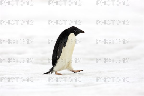 Adelie Penguin (Pygoscelis adeliae)