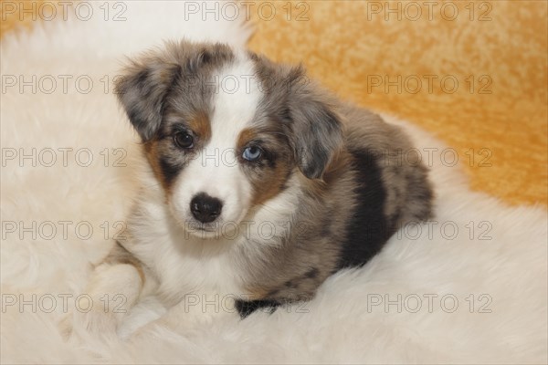 Miniature American Shepherd