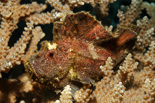 Leaf Scorpionfish (Taenianotus triacanthus) hiding camouflaged in Acropora Coral (Acropora sp.)