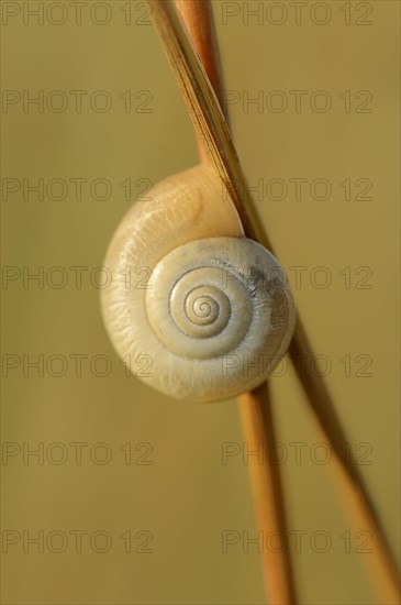 Helicid Snail or Carthusian Snail (Monacha cartusiana)