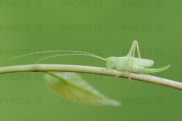 Oak Bush-Cricket or Drumming Katydid (Meconema thalassinum)