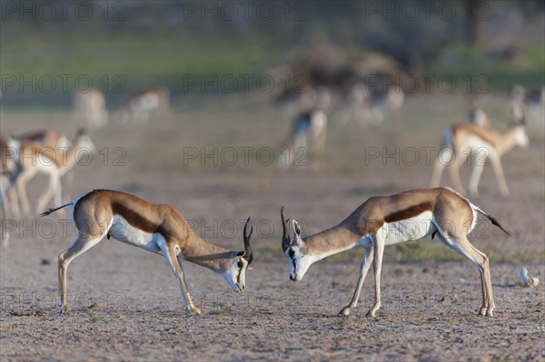 Male Springboks (Antidorcas marsupialis) fighting for dominance and social rank in the herd